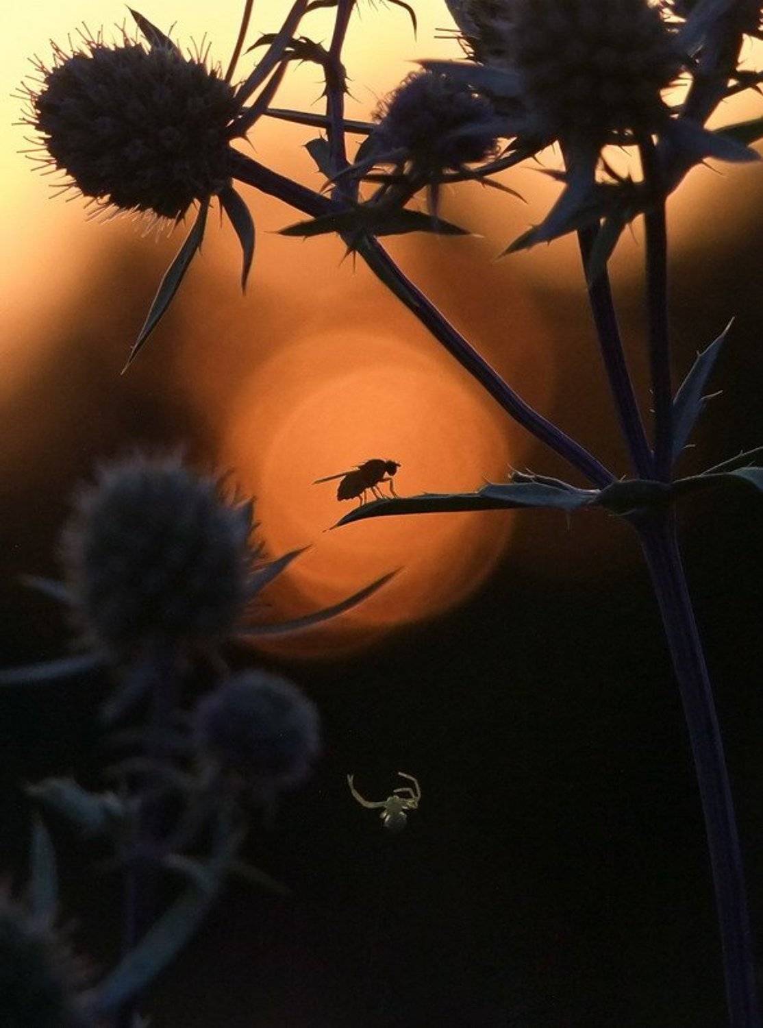 закат, Вячеслав Мищенко