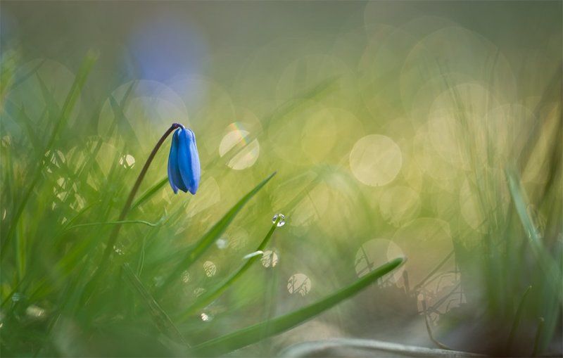 Там весна... фото превью