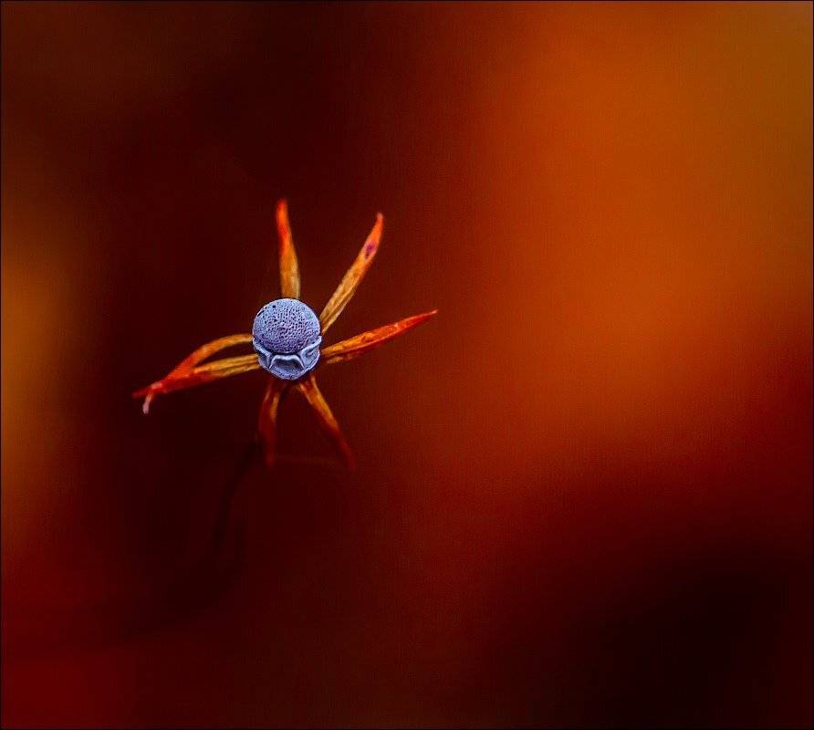 , Бурлов Андрей