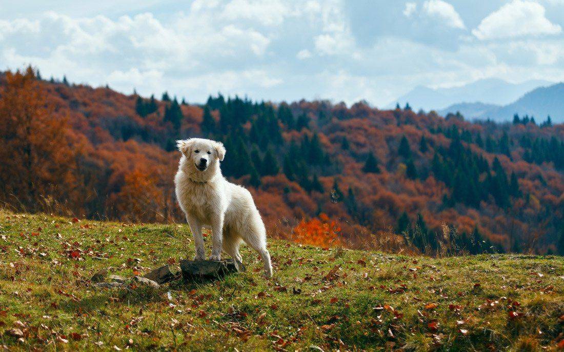 , Ярослав Тюрменко (Jaremi)