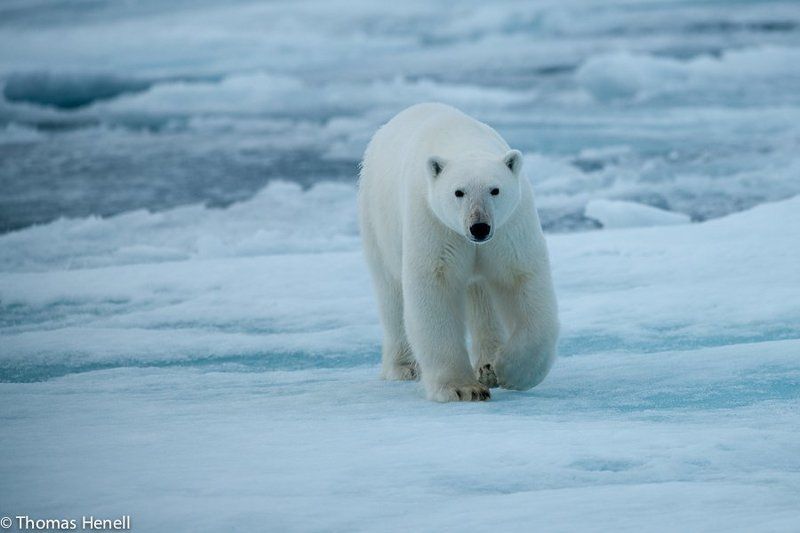 Polar Bear Eye to Eye фото превью