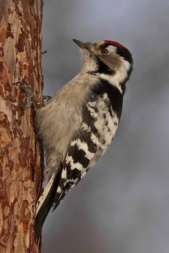 Дятел, Ляпустин Юра
