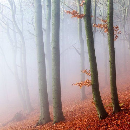 Beeches II