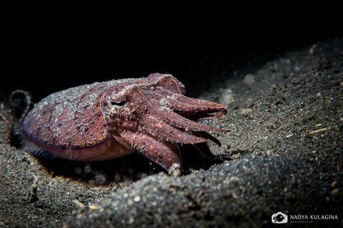 Головоножки