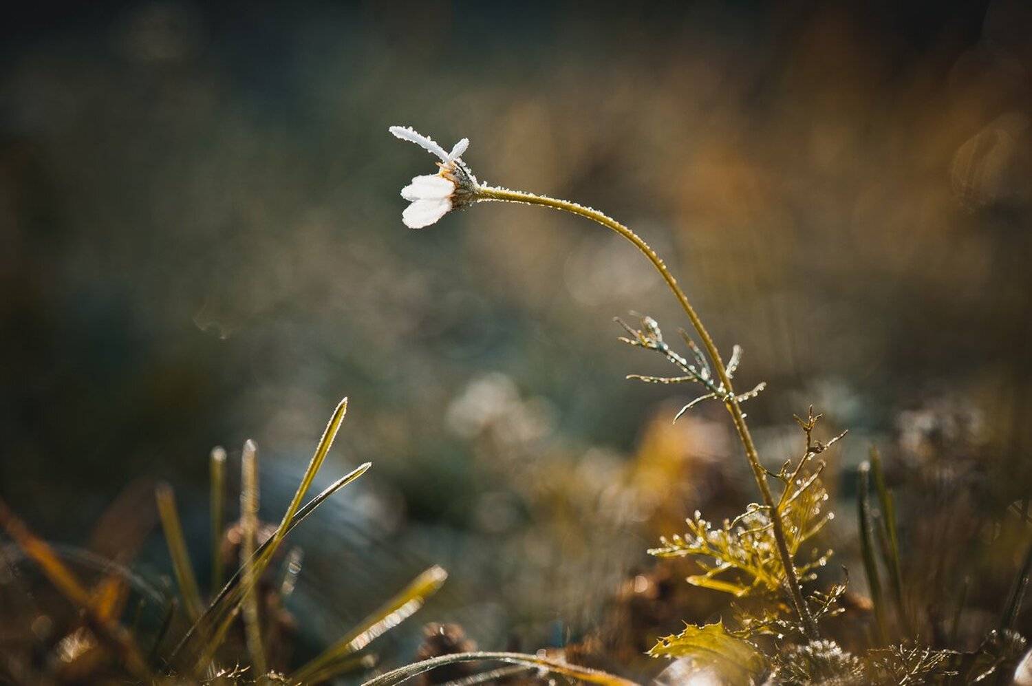 , Валерий Коновалов