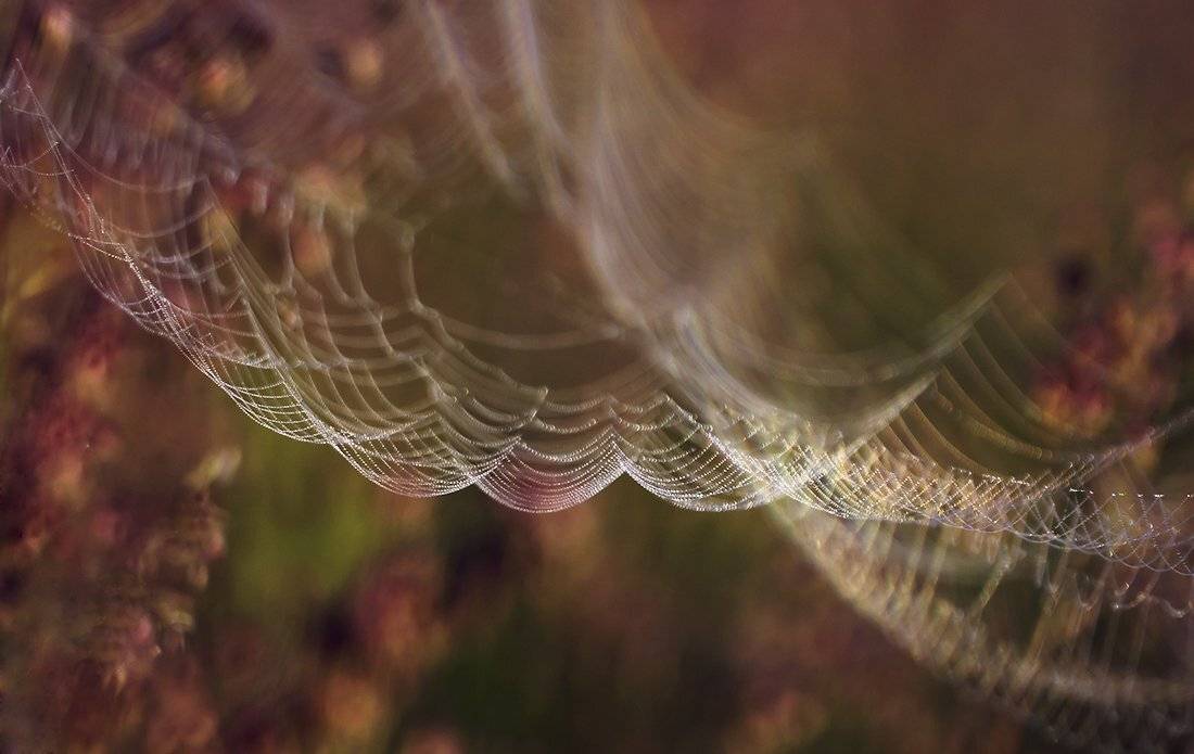 , Иваненко Светлана