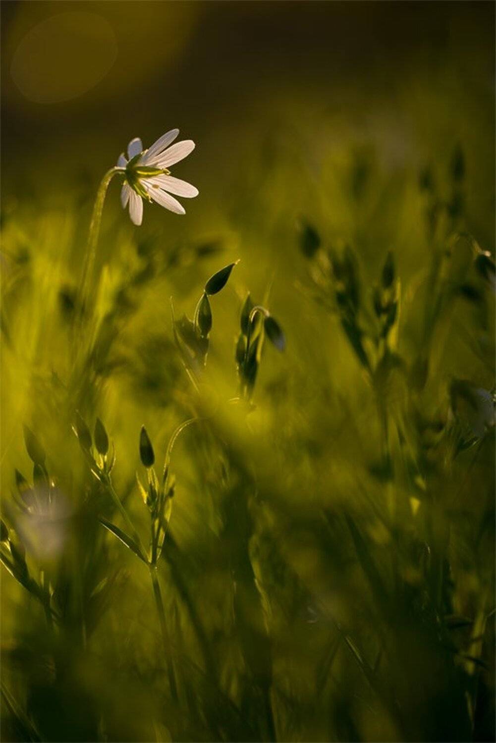 Nikon D 800, Весна, Май, Свет, Сны, Утро, Геннадий Мещеряков