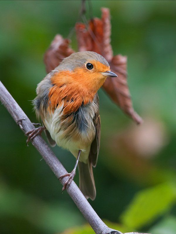 Зарянка, Птицы, Фотоохота Оранжевая конфетка. фото превью