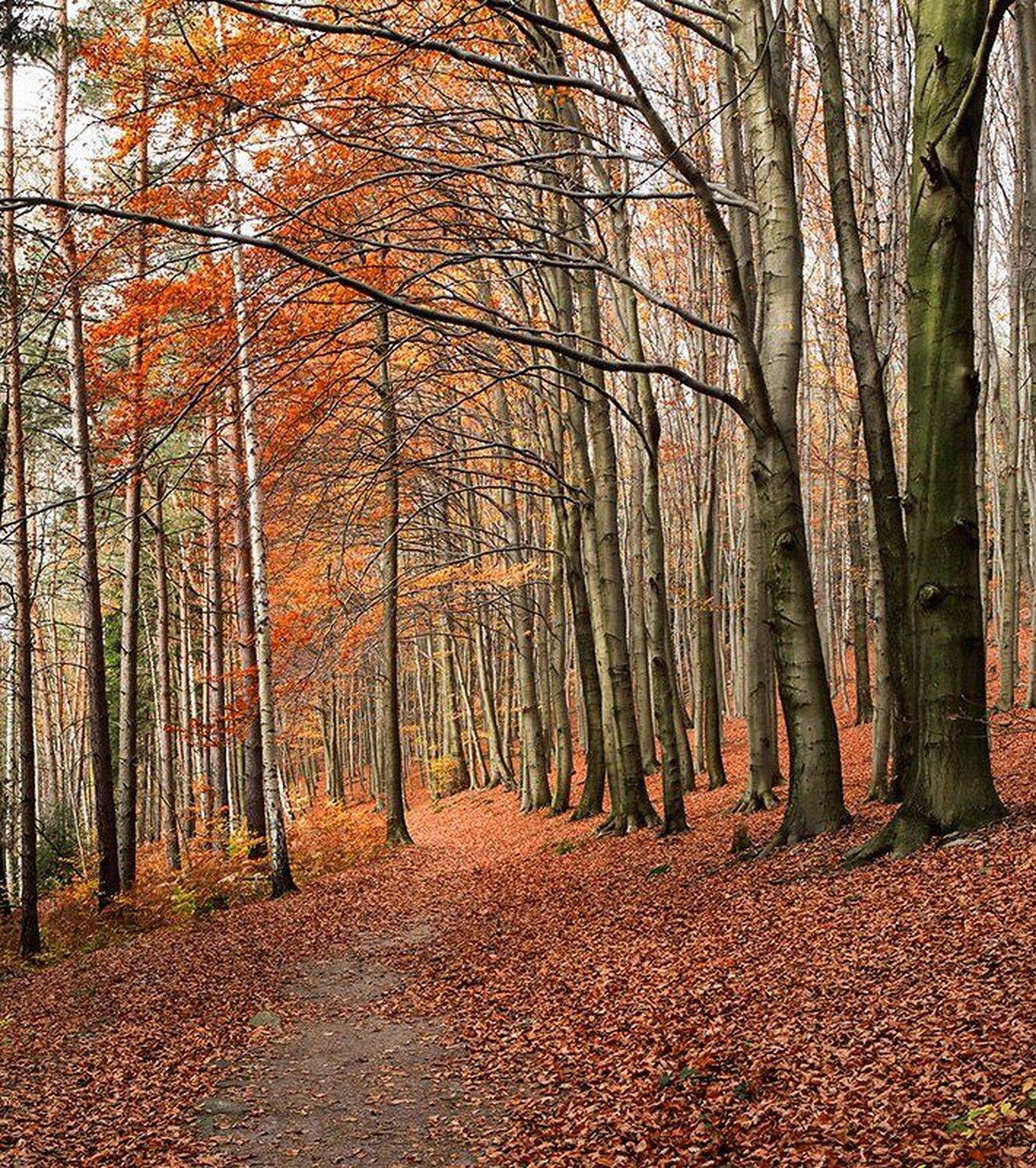 , Игорь Дубровский