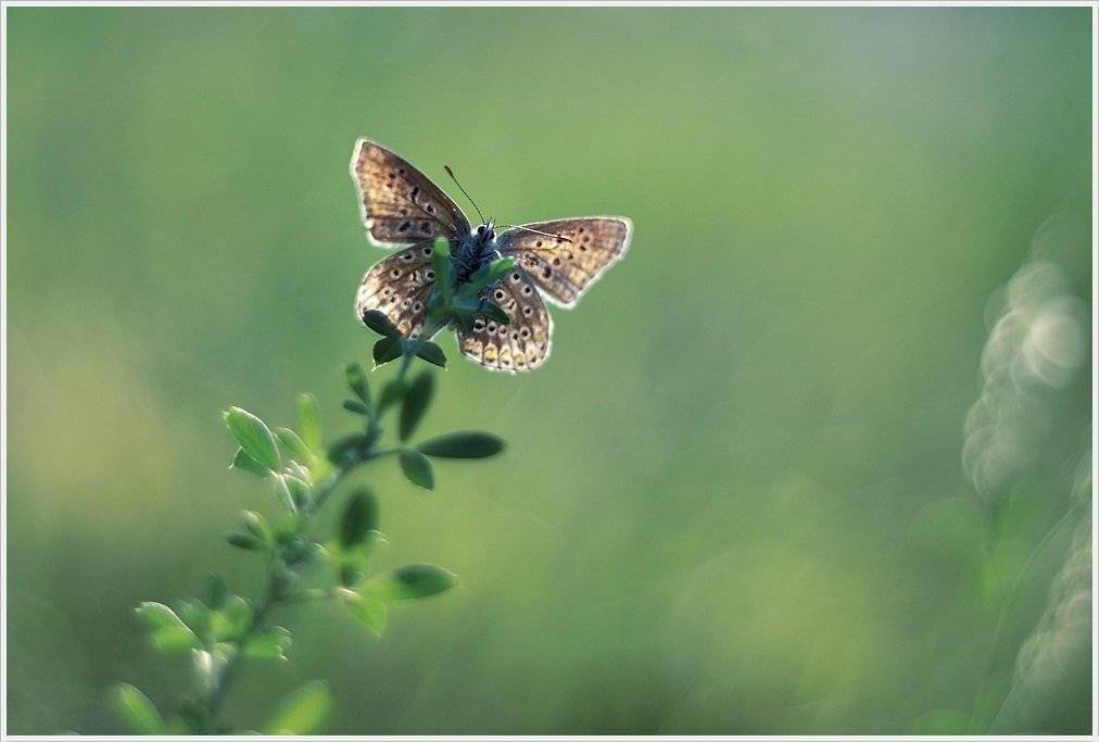 , Krzysztof Trojanowski