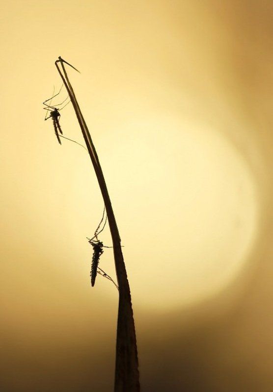 Тёплое утро фото превью