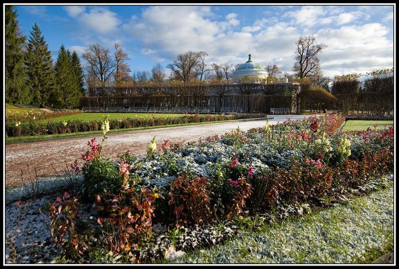 Цветы запоздалые. фото превью