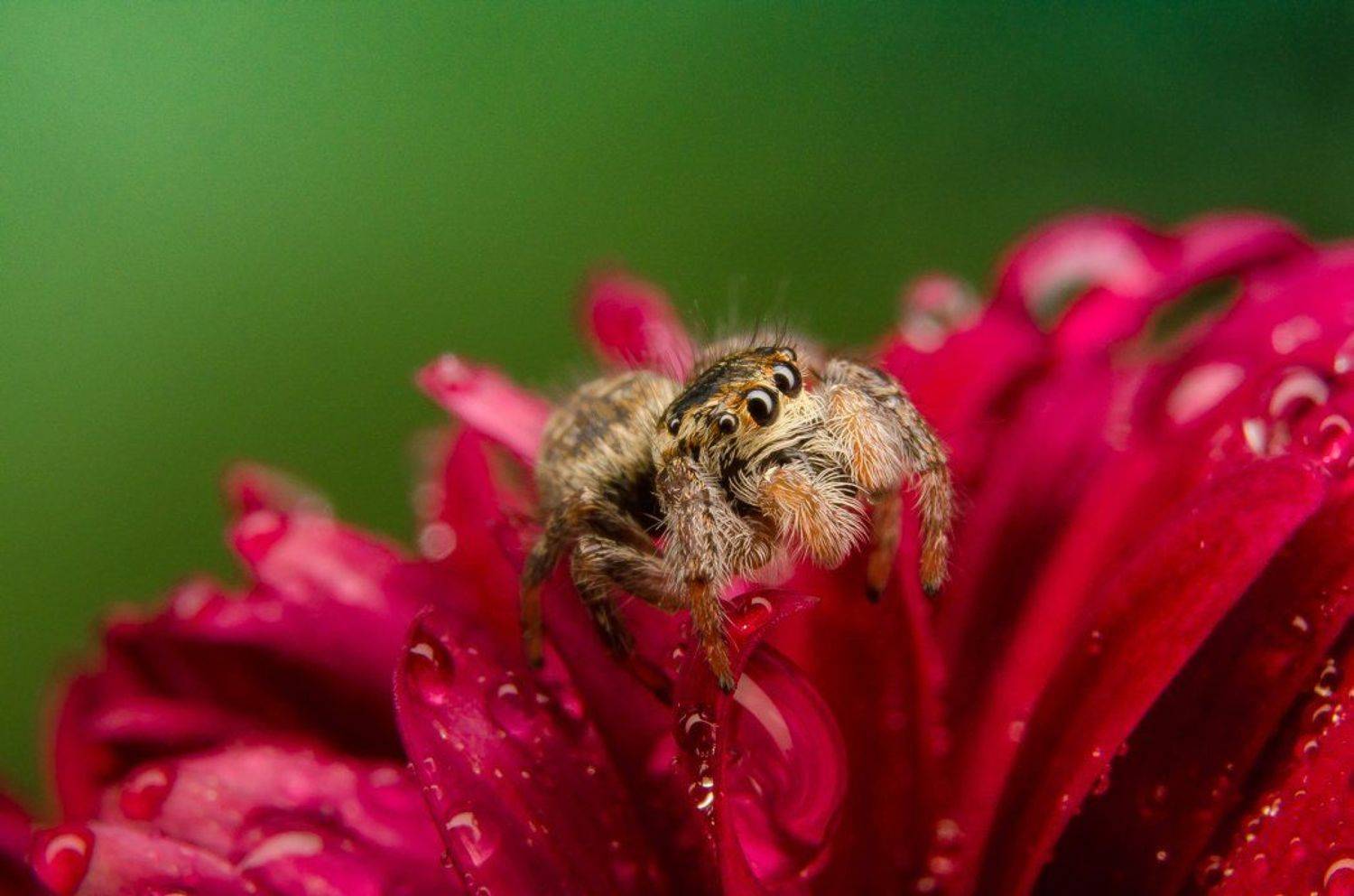 , Ренат Тугушев