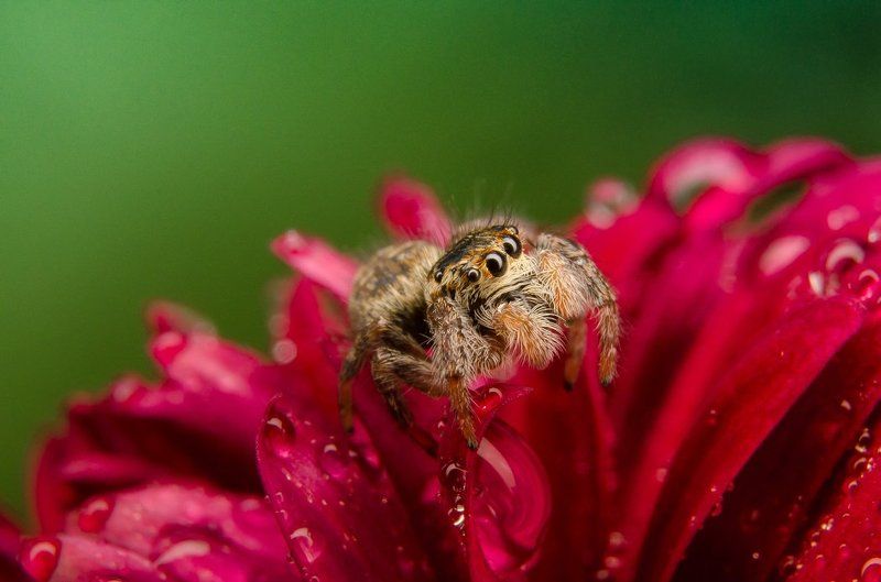 Приключения прыгуна) фото превью