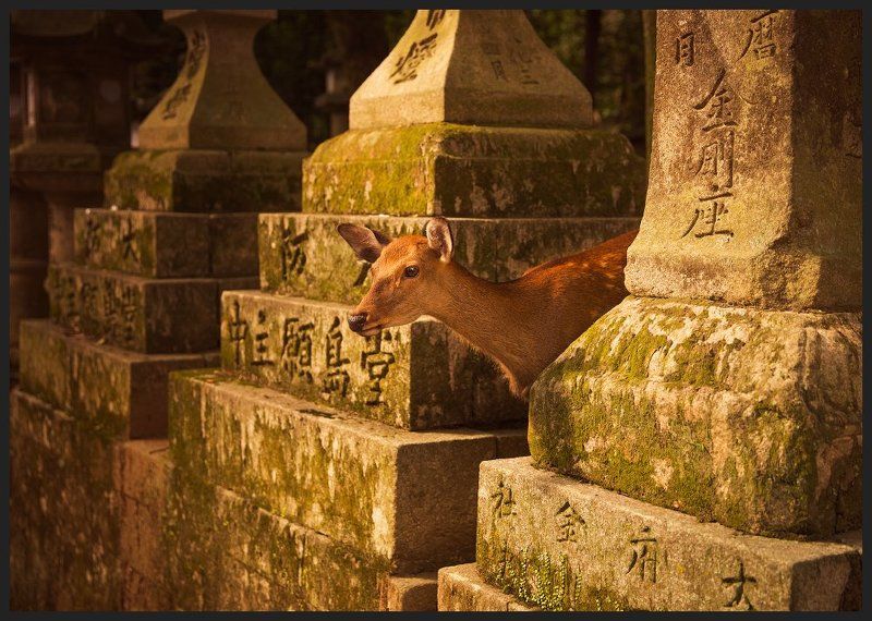 В гармонии с Богами фото превью