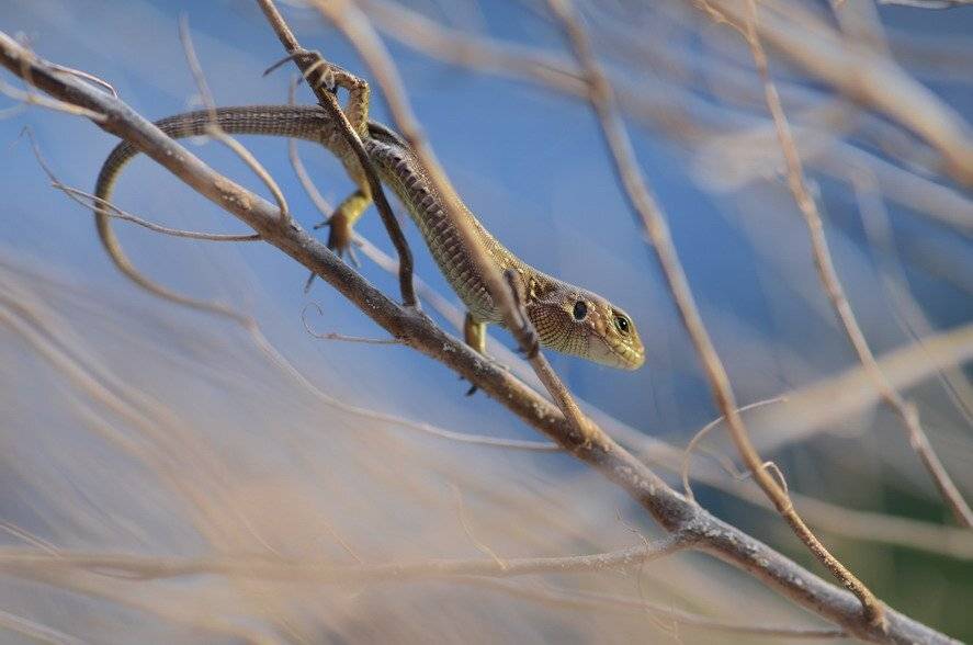 ящерица, Вячеслав Мищенко