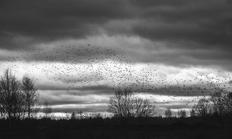 Birds part2 фото превью
