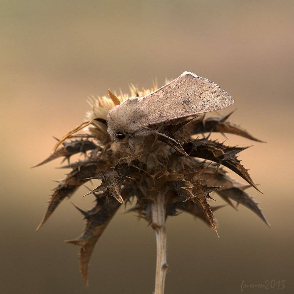 , Игорь ФУММ