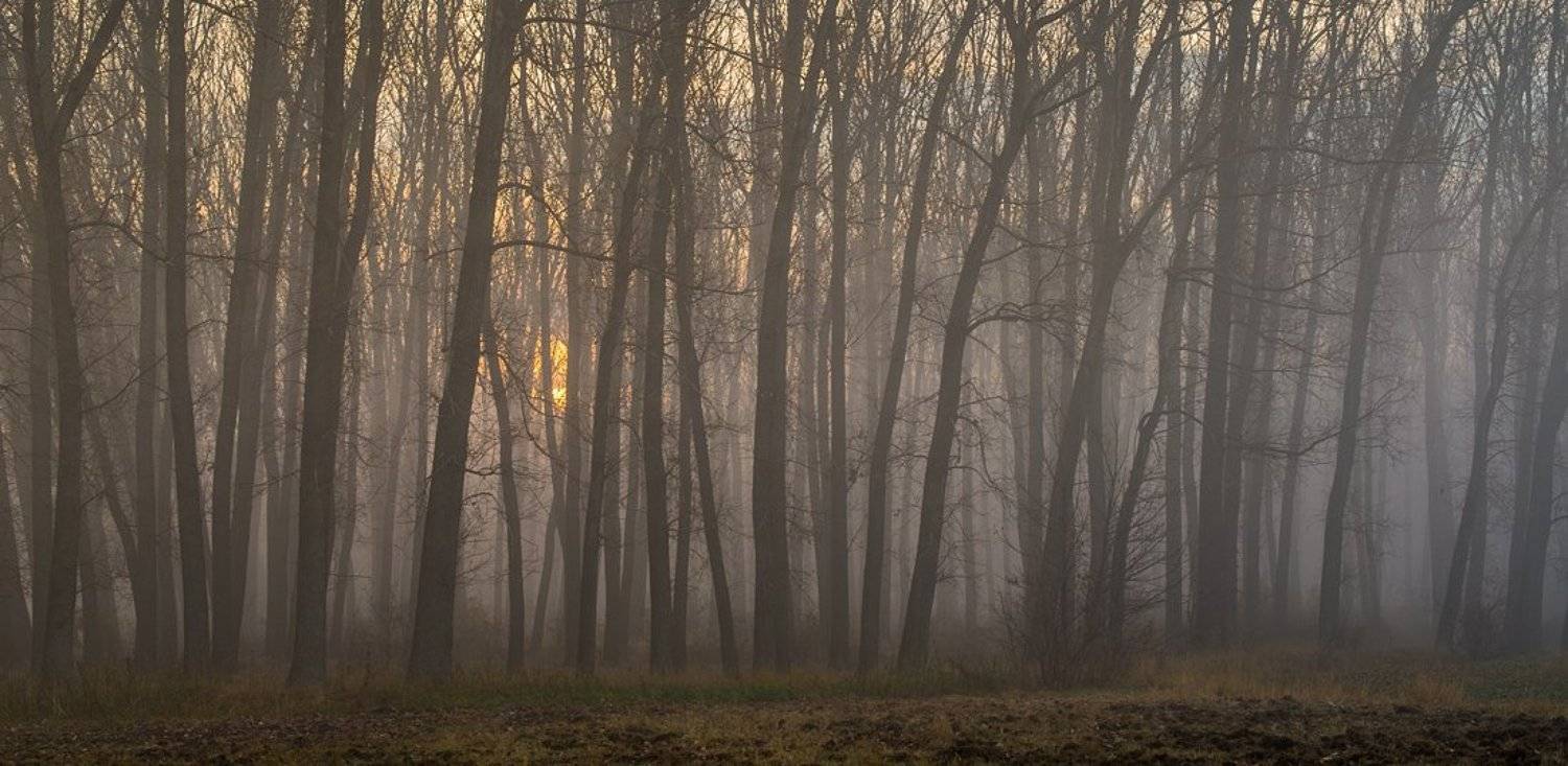 , Philip Peynerdjiev