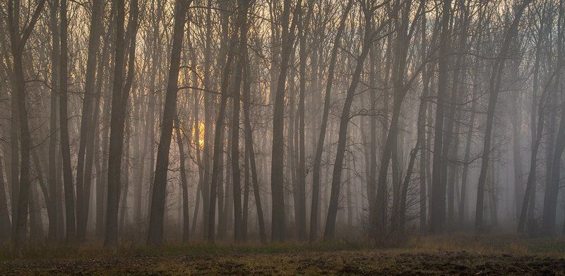 Mood From The Forest фото превью