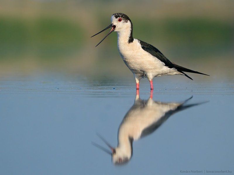 Black-winged Stilt фото превью
