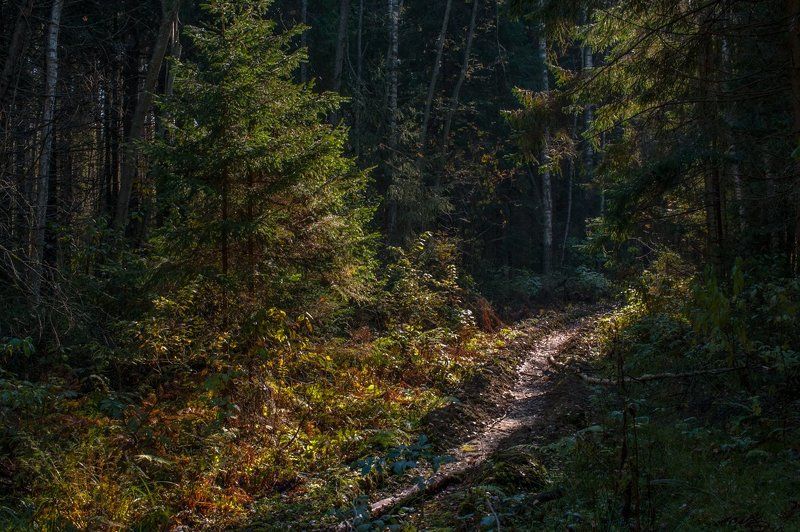 По лесной тропинке фото превью