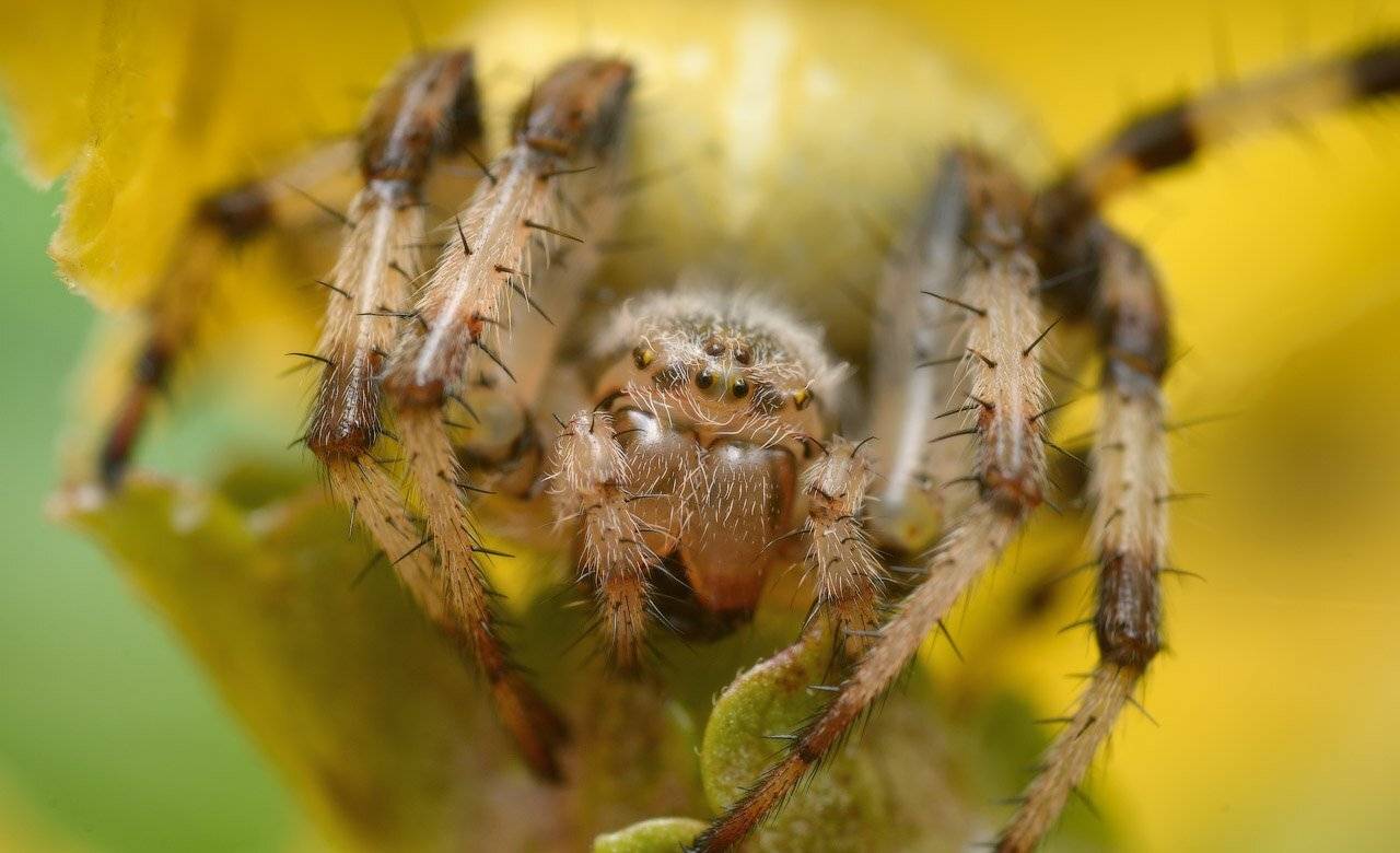 , Сергей Харитон