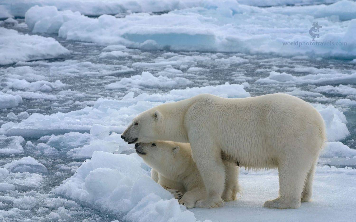 белый медведь, шпицберген, worldphototravels.com, Майк Рейфман