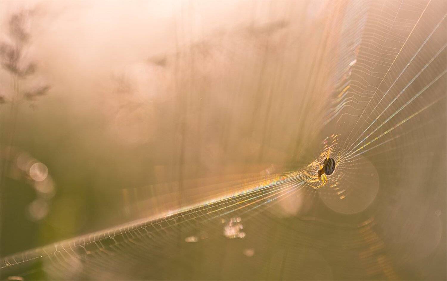 , Геннадий Мещеряков