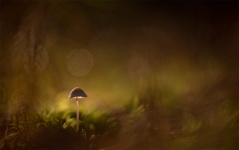 Сказки осени... фото превью