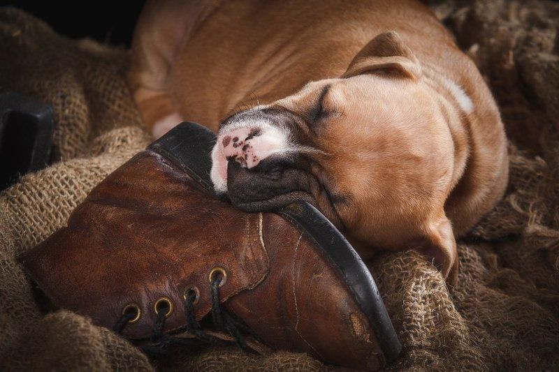 Щенок фото превью