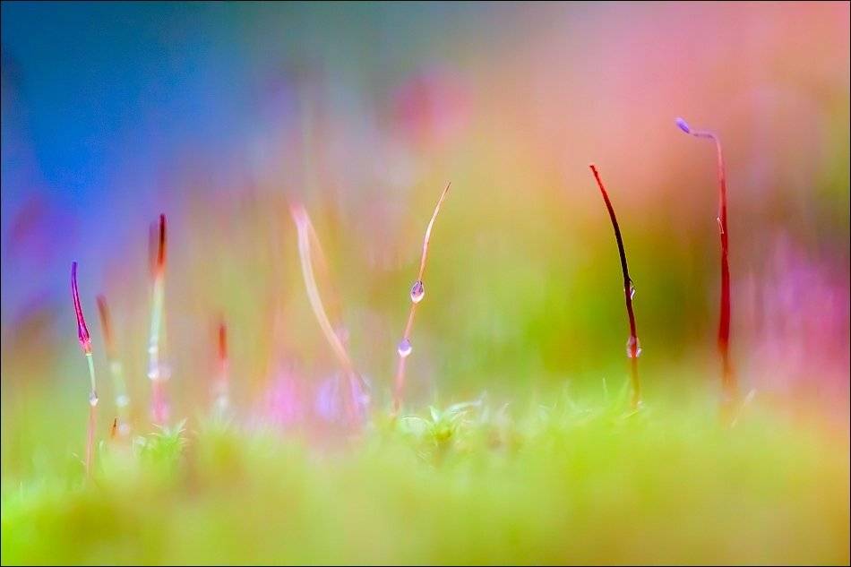 , Бурлов Андрей