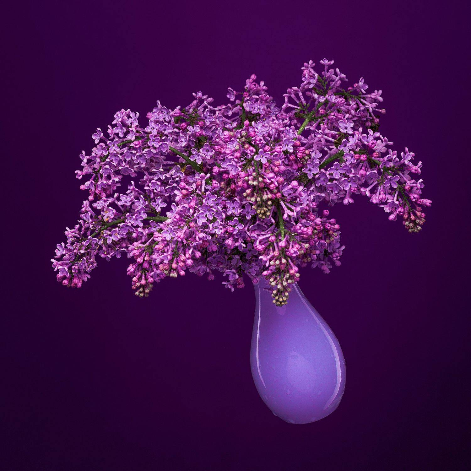 сирень, букет, ваза, натюрморт, студия, Евгений Дёгтев