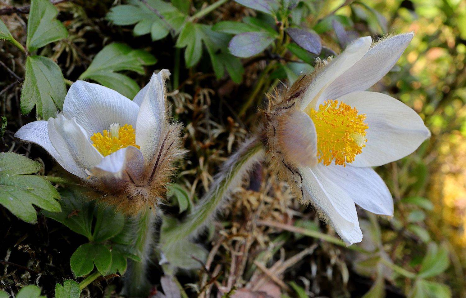 pulsatilla, vernalis, arctic, violet, lady, of, the, snows, Александр Зорин