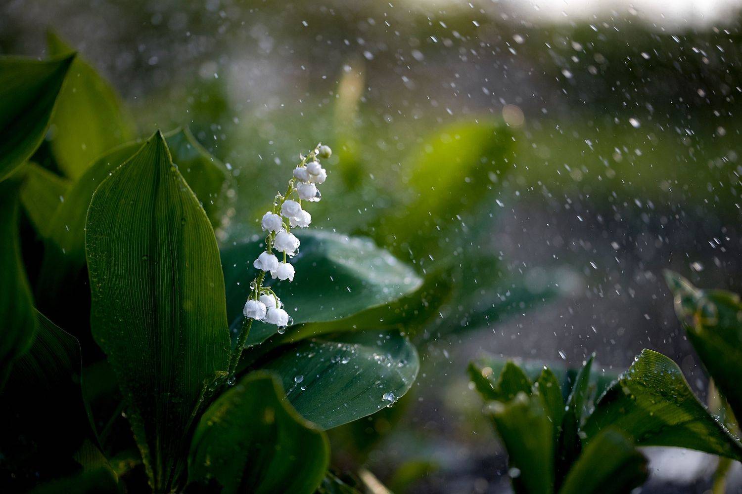 macro, nikon, nature,sigma, цветы, макро, боке, Анна Дегтярёва