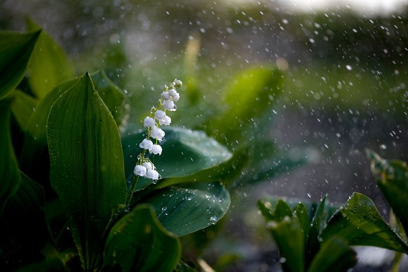 Spring фото превью