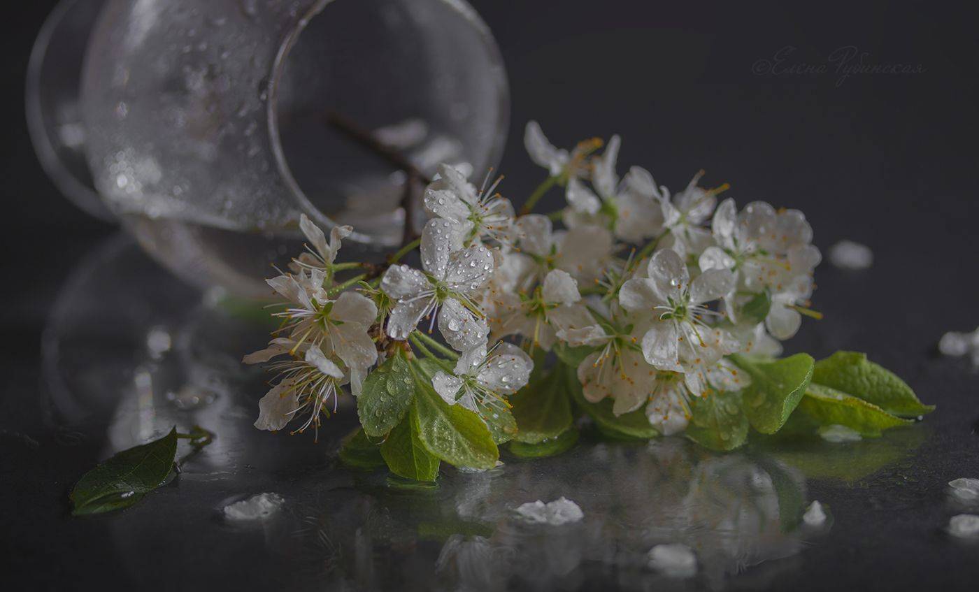 , Елена Рубинская