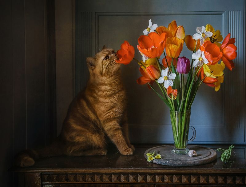 натюрморт, цветы, тюльпаны, кот Любитель тюльпанов фото превью