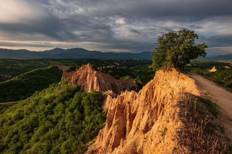 Golden morning фото превью