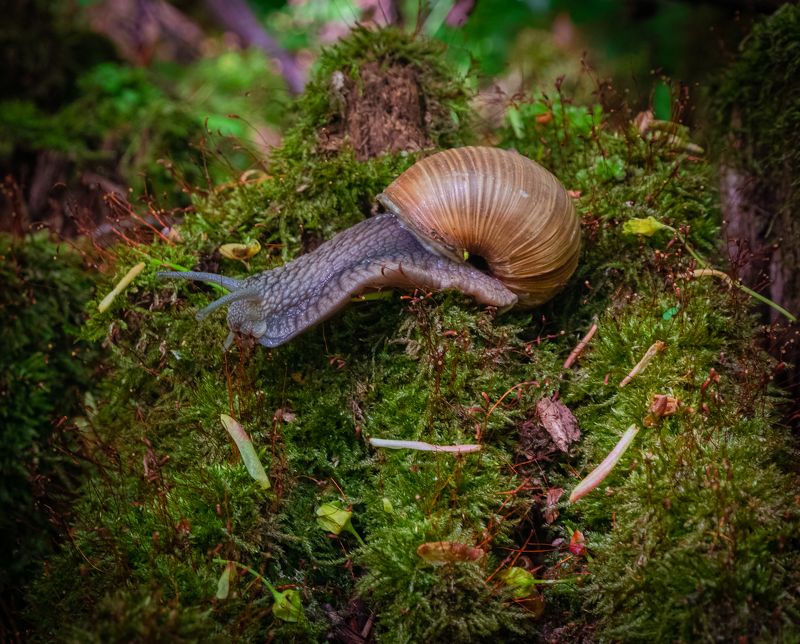 Летний парк фото превью