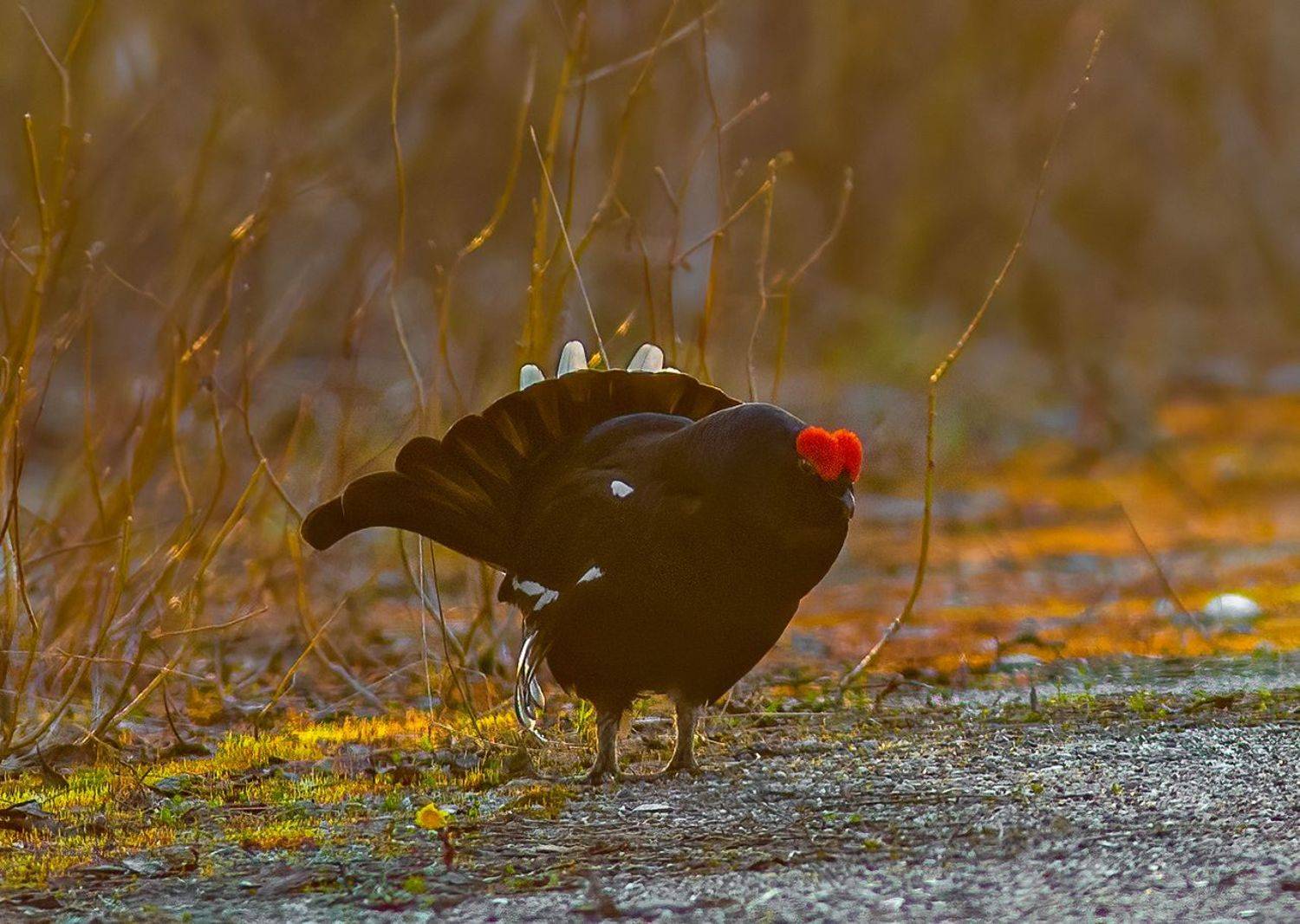 печора,север,птицы,весна,анималистика,тетерев,касач,боровая,дичь,красота,лес,закат,pechora, north, birds, spring, animalistics, black grouse, kasach, hog, game, beauty, forest, sunset, Игорь Триер
