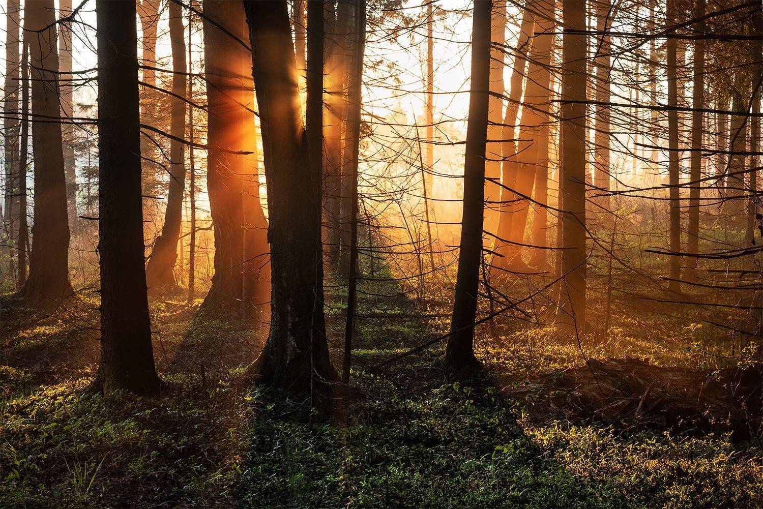 , Дмитрий Асеев