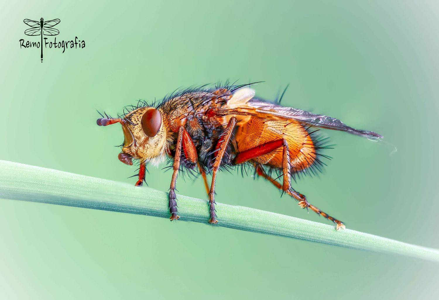 , Nowakowski Remigiusz