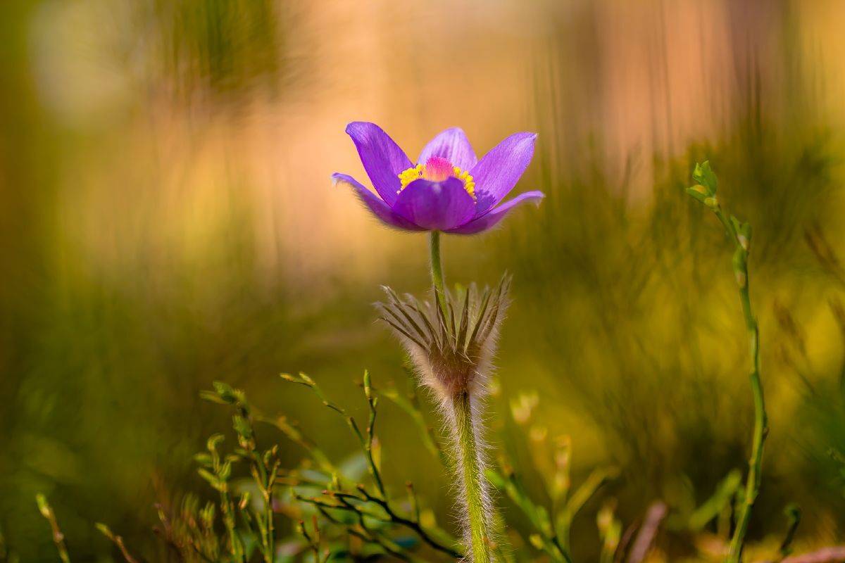 , Бурлов Андрей