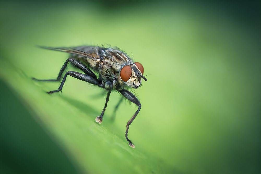 макро, муха, macro, fly, Марина Хилько
