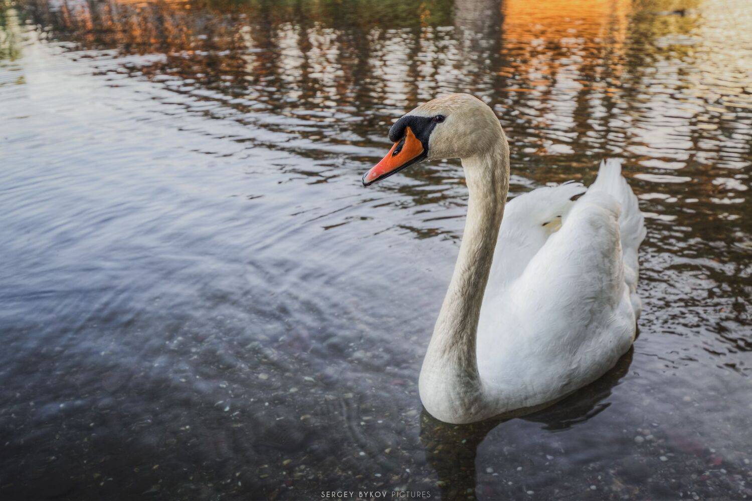 , Сергей Быков