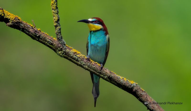 Щурка золотистая фото превью