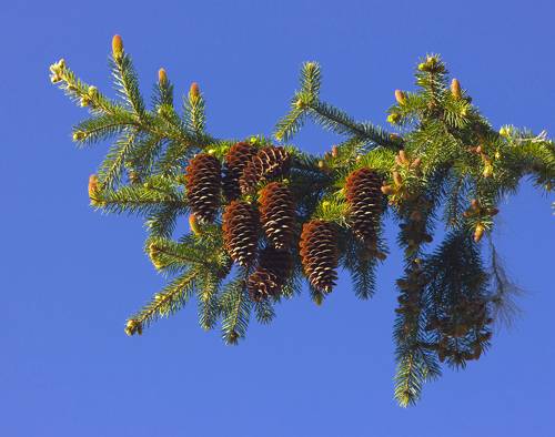 Ветка весенней ели