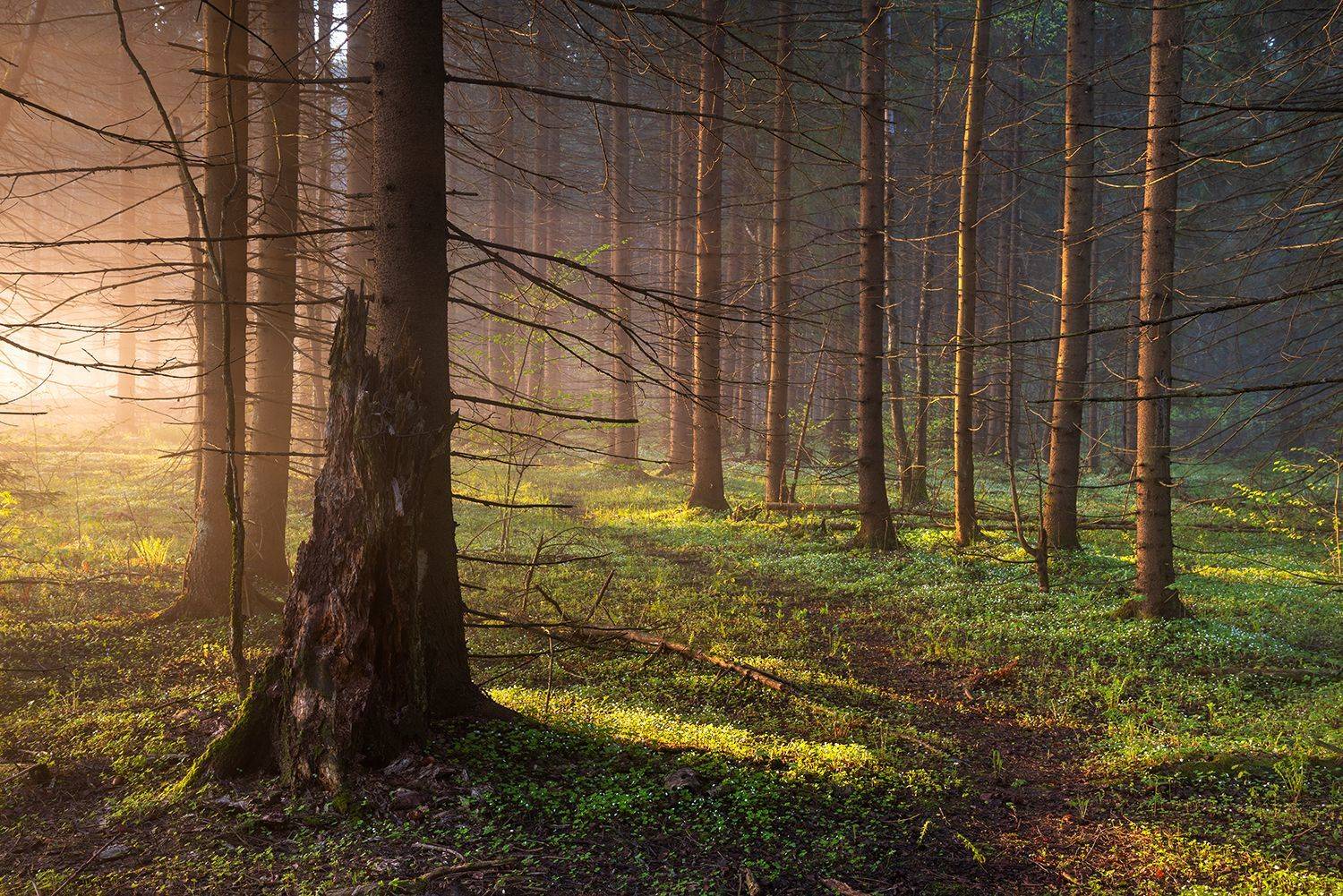 , Дмитрий Асеев