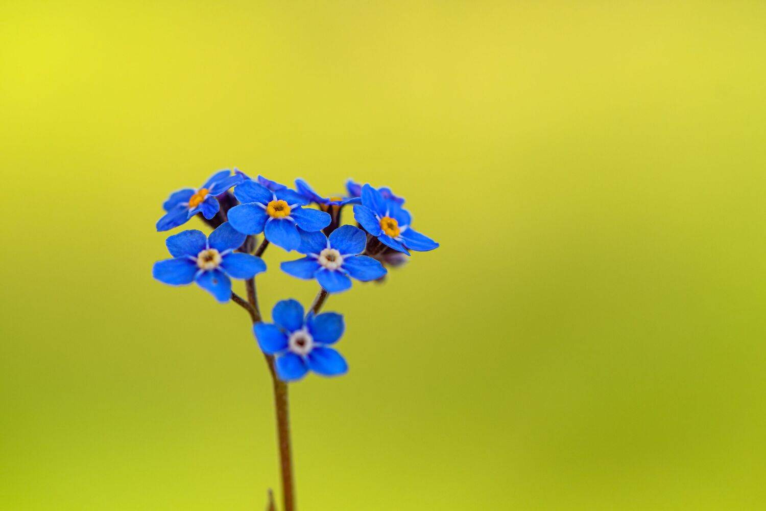 flower, blossom, blue, macro, forget-me-not, spring,  Mykhailo